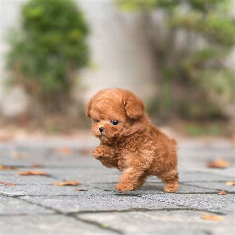 James Apricot Teacup Poodle | Cute animals puppies, Cute teacup puppies ...