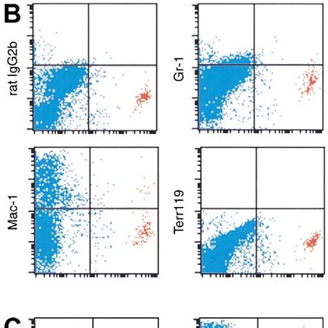 Expression of murine CD34 antigen by connective tissue-type mast cells... | Download Scientific ...