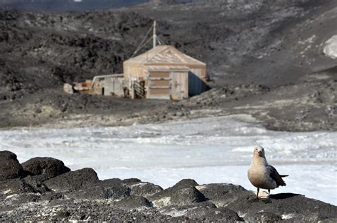 Antarctic Photo Library - Photo Details - royds-shackleton-hut-skua.jpg