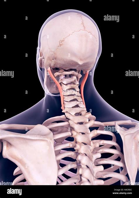 Illustration of the longissimus capitis muscles Stock Photo - Alamy