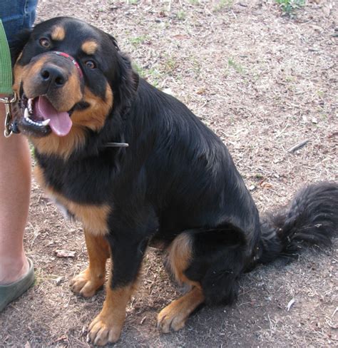 Rocky - Large Male Golden Retriever x Rottweiler Dog in VIC - PetRescue