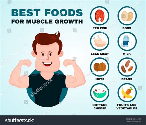 26,305 Muscle Infographic Images, Stock Photos & Vectors | Shutterstock