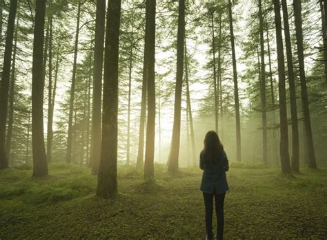 Silhouette of girl standing alone in pine forest at twilight. | The DBT Collaborative