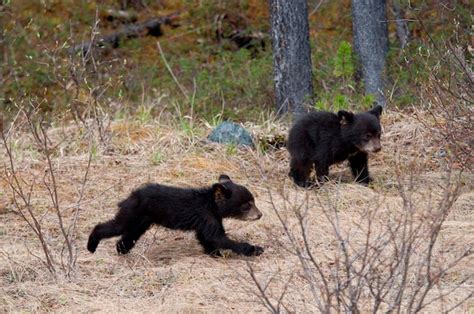 Premium Photo | Two black bear cubs (ursus americanus) playing in a forest, jasper national park ...