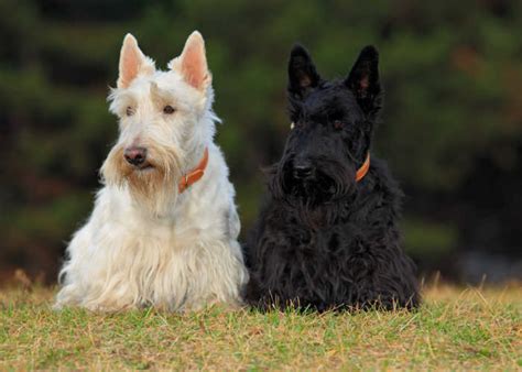 Scottish Terrier Dog Breed Profile – Top Dog Tips