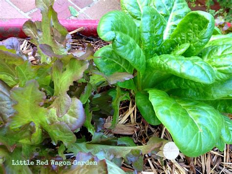 Urban Veggie Garden: Little Red Wagon - grace grits and gardening