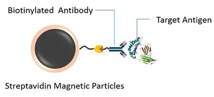 Streptavidin Paramagnetic Beads - BEAD SKIN BRIGHT