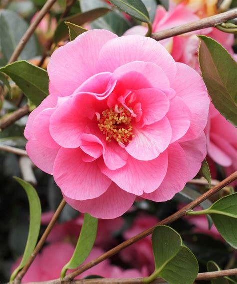 Types of camellias: 10 evergreen varieties for early color | Homes ...