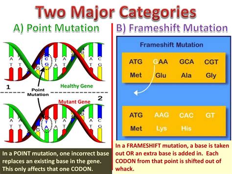 Ppt Types Of Mutations Powerpoint Presentation Free