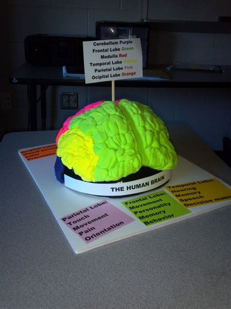 Brain Model Project | Brain models, Biology projects, Science models