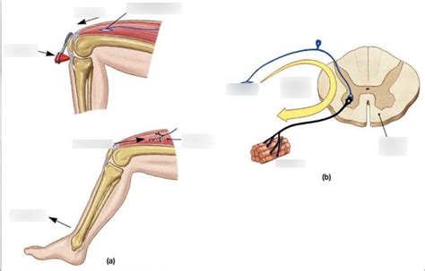 Patellar Stretch Reflex Diagram | Quizlet