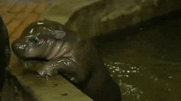 Pygmy Hippo GIFs - Find & Share on GIPHY