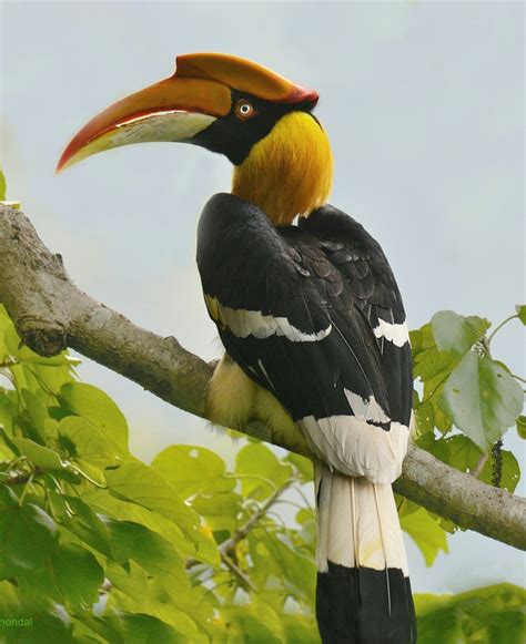 HORNBILL