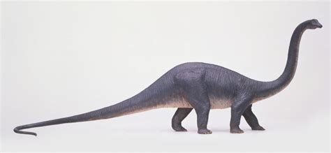 16 Amazing Diplodocus Facts - Facts.net