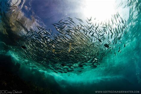 diving at Socorro Island on the Nautilus Explorer | Tauchen, Deep