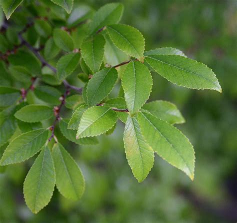 Ulmus parvifolia ALLEE® | Landscape Plants | Oregon State University