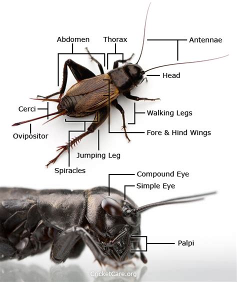 Cricket Anatomy