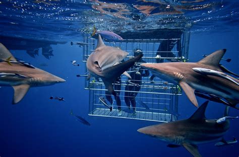 Shark Cage Diving Durban | Cage Dive or Snorkel with Sharks on Aliwal Shoal