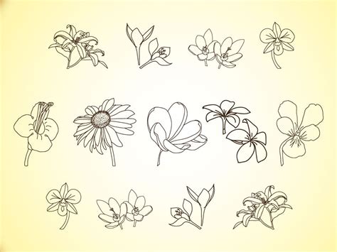 Vector Flower Line Illustrations | Flower line drawings, Simple line drawings, Flower drawing