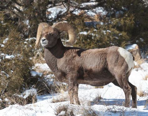 Bighorn Ram In The Snow - Colorado Rocky Mountain Bighorn Sheep Stock Photo - Image of autumn ...