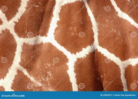 Giraffe Skin Closeup Stock Image - Image: 2902351