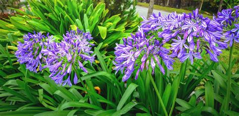 16 Stunning Agapanthus Varieties With Advice From Patrick Fairweather | Horticulture Magazine