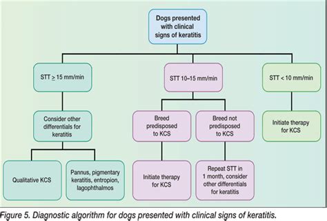 Diagnosis & Treatment of Keratoconjunctivitis Sicca in Dogs