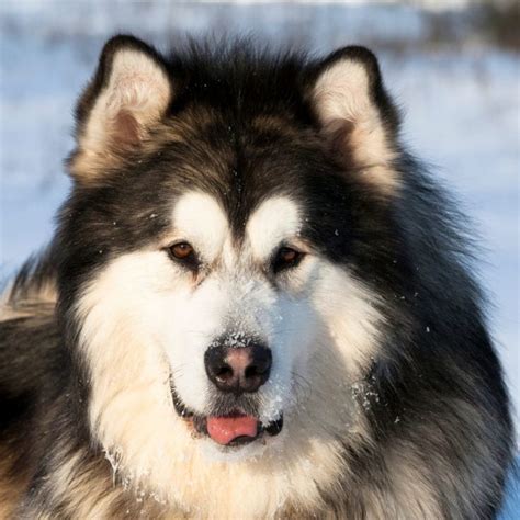 Alaskan Malamute Coat Colors | Coats and Colors