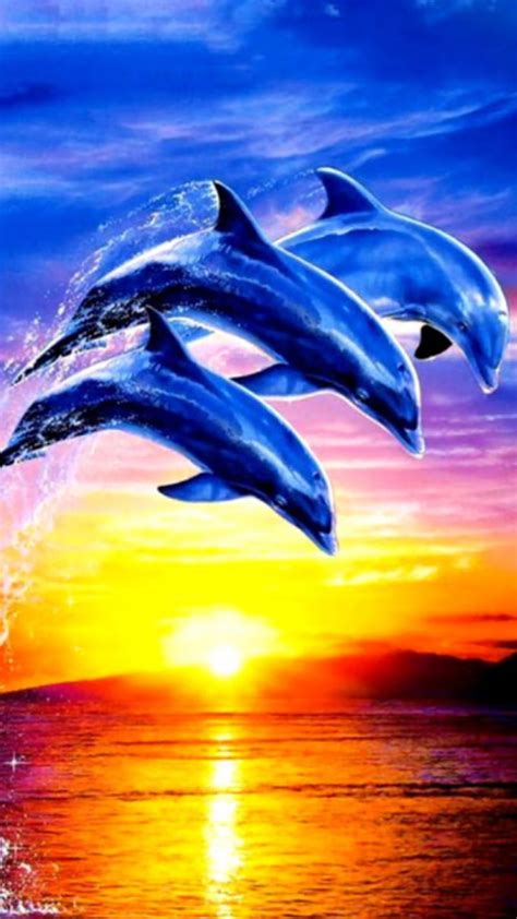 Dolphin, bonito, dolphins, sea, sunset, sunsets, HD phone wallpaper ...