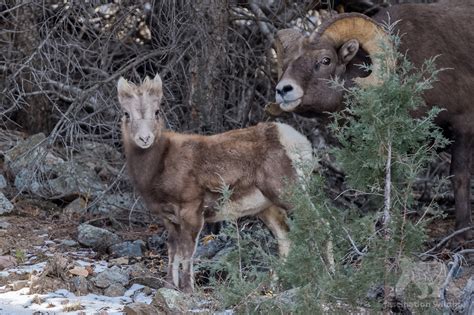 Wild Colorado - Fascination Wildlife