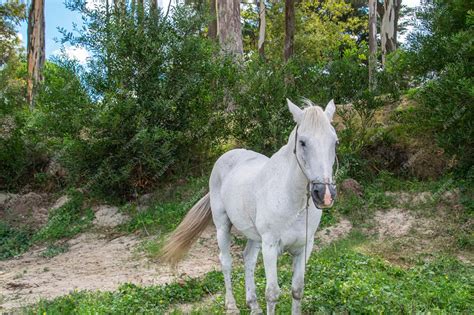 Premium Photo | White horse in the beach