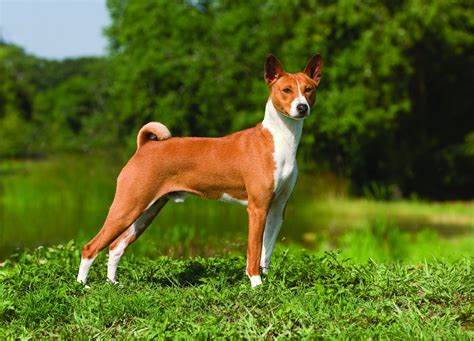 basenji – Liberal Dictionary