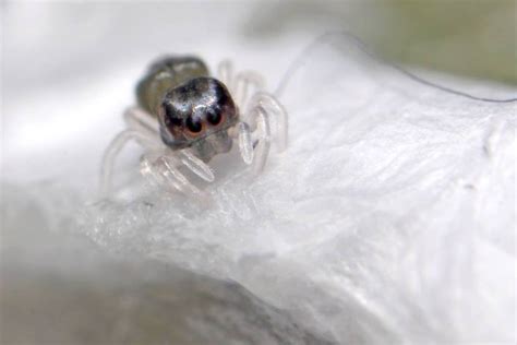 These Photos Of Baby Tarantulas Will Make Your Entire Day (GALLERY)