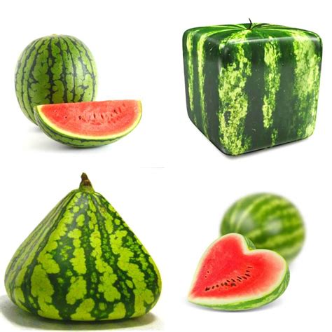 Crazy Shaped Watermelons, the secrets of the Japanese luxurious fruit ...