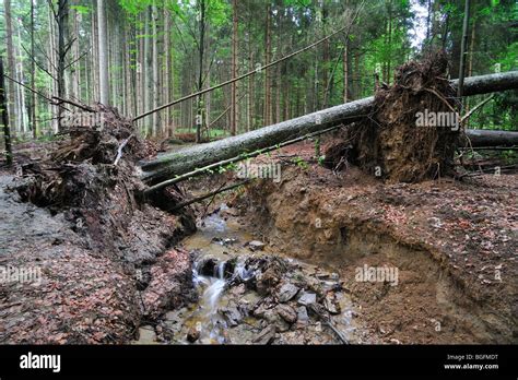 Forest soil erosion hi-res stock photography and images - Alamy