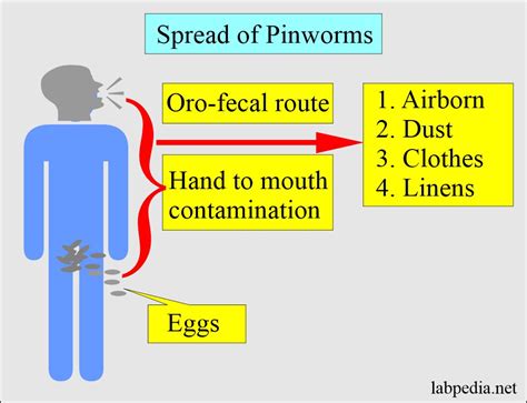 Enterobius Vermicularis (Pinworms), Diagnosis and Treatment