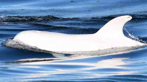 PHOTOS: Rare all-white dolphin spotted off California coast - ABC13 Houston