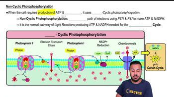 Non-cyclic photophosphorylation is used to synthesize: | Channels for ...