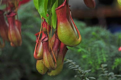 9 TIPOS de PLANTAS CARNÍVORAS: nombres y fotos