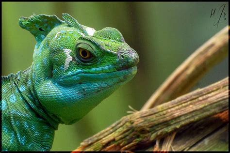 Basiliscus plumifrons II by schwarzerschnee on DeviantArt