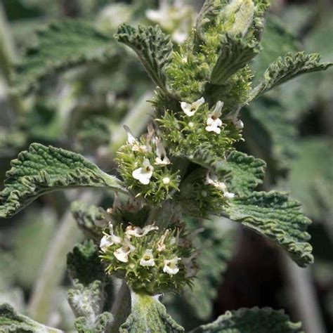 Seeds for Horehound | Marrubium vulgare | Amkha Seed