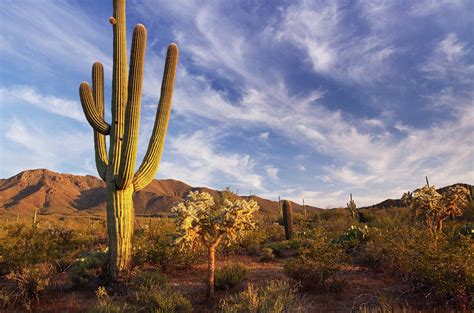 Cactus And Desert Landscape With Bright Photograph by Kencanning - Pixels