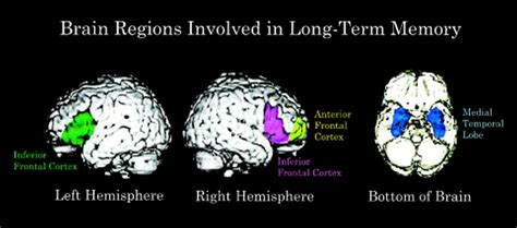 Memory and the Brain: What's Right and What's Left?: Cell