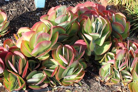 27 of the Best Xerophytes to Plant in a Water-Wise Garden