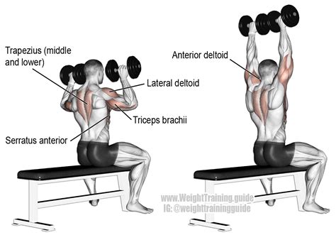 Pin on Shoulder Exercises