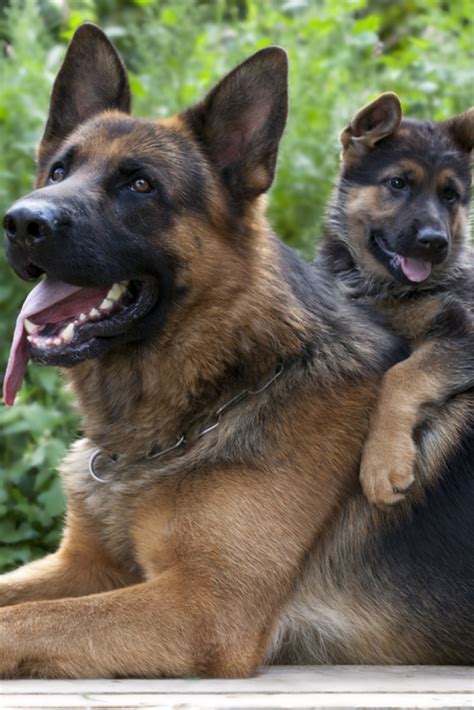 Guard dog close up shoot and puppy #germanshepherd | German shepherd pictures, German shepherd ...