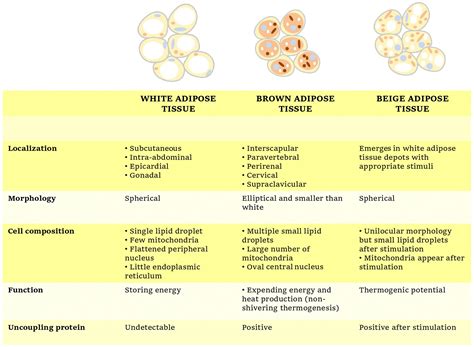 Top 8 what foods increase brown fat 2022