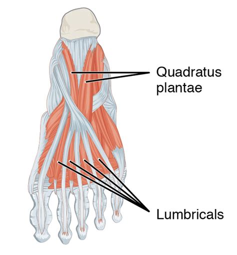 Muscles of the Foot | Intrinsic | Function | Geeky Medics