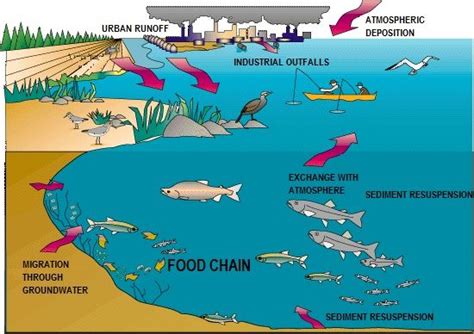 How does mercury contamination happens? | Groundwater, Ecosystems ...