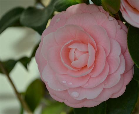 Camellia Japonica "Pink Perfection" Japonica, Camellia, Flora, Diamonds ...